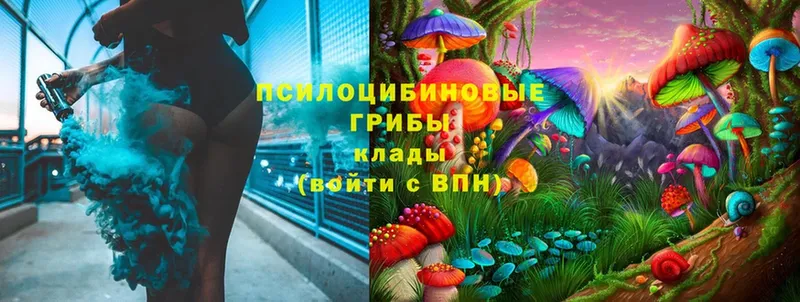 Псилоцибиновые грибы Cubensis Каменногорск